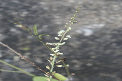 Desmodium gangeticum